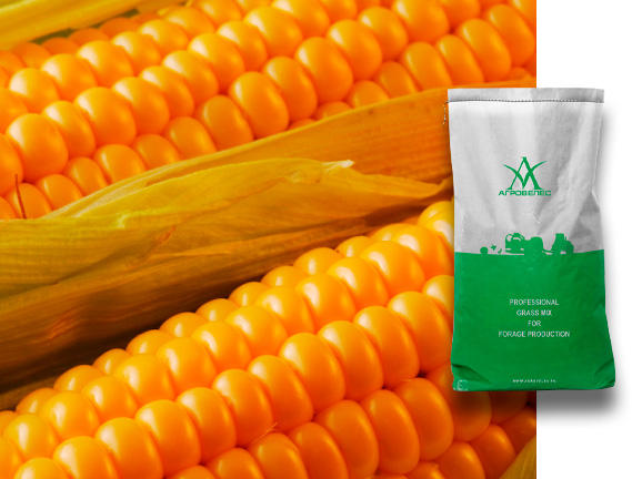 Семена кукурузы ЗПСК 341 Maxmim XL